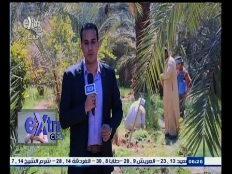 بدء موسم زراعة النخيل في الوادي الجديد