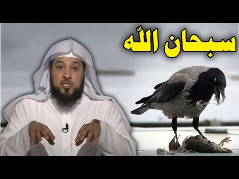 شاهد لماذا أمرنا الرسول بقتل الغراب 