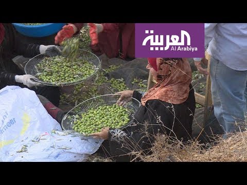 طقوس العرس الفلسطيني في حقول الزيتون