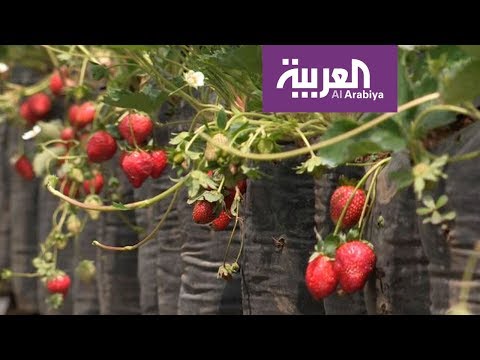 شاهد رحلة ترفيهية مع الفراولة في أندونيسيا