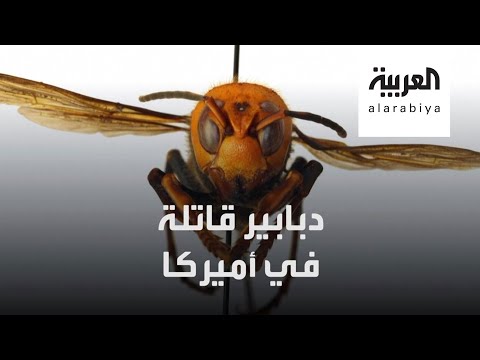 شاهد دبابير قاتلة تلدغ كالأفعى تغزو أميركا بعد كورونا