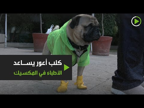 شاهد كلب أعور يساعد الأطباء في المكسيك