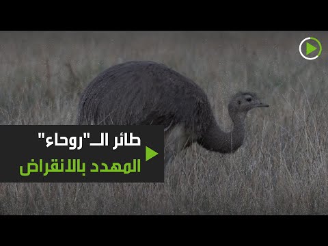 شاهد إطلاق سراح 14 من الطيور المهددة بالانقراض