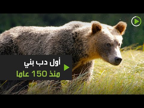 شاهد أول ظهور لـدب بني منذ 150 عامًا في إسبانيا