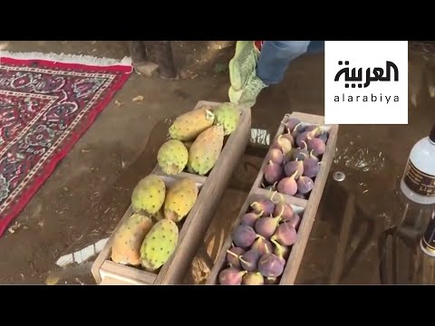 شاهد مزارع الطائف في السعودية تنتج أكثر من 500 مليون وردة سنويًا