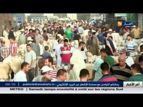 بالفيديو ارتفاع أسعار المواشي في الجزائر مع اقتراب عيد الأضحى